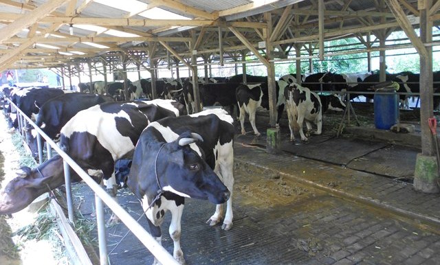 Hewan Kurban di DKI Jakarta Diperiksa 656 Tenaga Terdidik